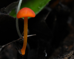 Cyptotrama hygrocyboides