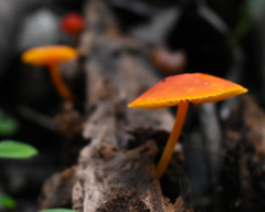 Cyptotrama hygrocyboides