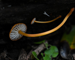 Cyptotrama hygrocyboides