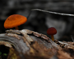 Cyptotrama hygrocyboides