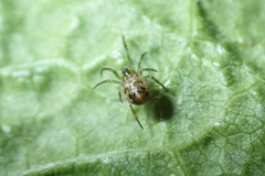 Paidiscura pallens