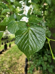 Tilia americana