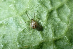 Paidiscura pallens