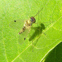 Chrysopilus modestus