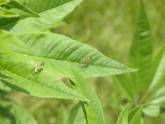 Chrysopilus modestus