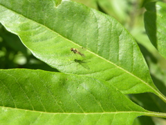 Chrysopilus modestus