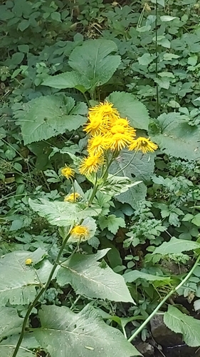 Telekia speciosa
