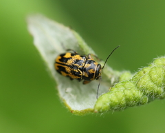 Pachybrachis hieroglyphicus