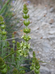Sideritis fruticulosa