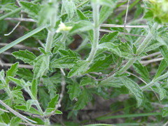 Sideritis fruticulosa