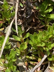 Pyxidanthera barbulata