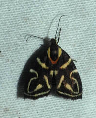 Hemerophila albertiana