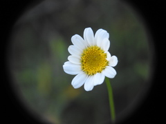 Leucanthemum graminifolium