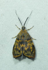 Rhobonda gaurisana