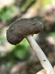 Helvella fibrosa