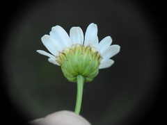 Leucanthemum graminifolium