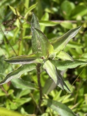 Eurybia spectabilis