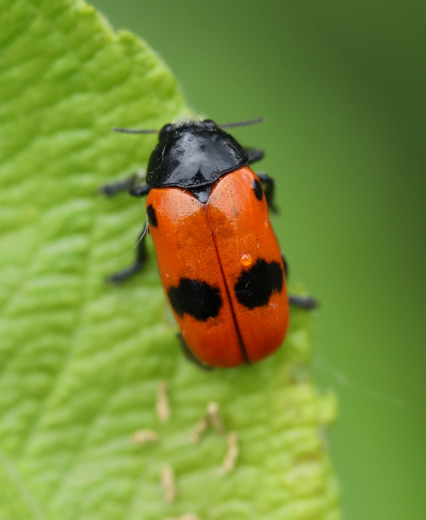 Clytra laeviuscula from Gonfreville-l'Orcher, France on June 23, 2022 ...