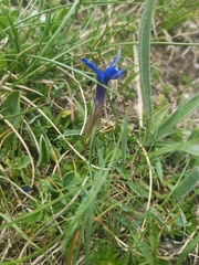 Gentiana verna