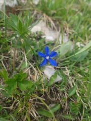 Gentiana verna