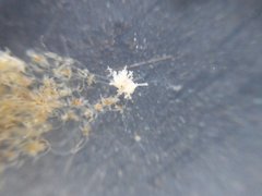 Eupentacta quinquesemita