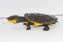 Mesoclemmys raniceps