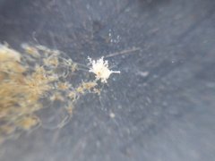 Eupentacta quinquesemita