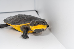 Mesoclemmys raniceps