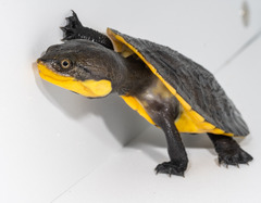 Mesoclemmys raniceps