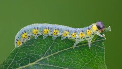 Euura melanocephalus