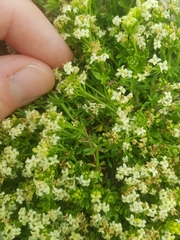 Galium magellense