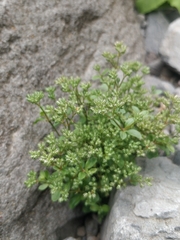 Polycarpon tetraphyllum image