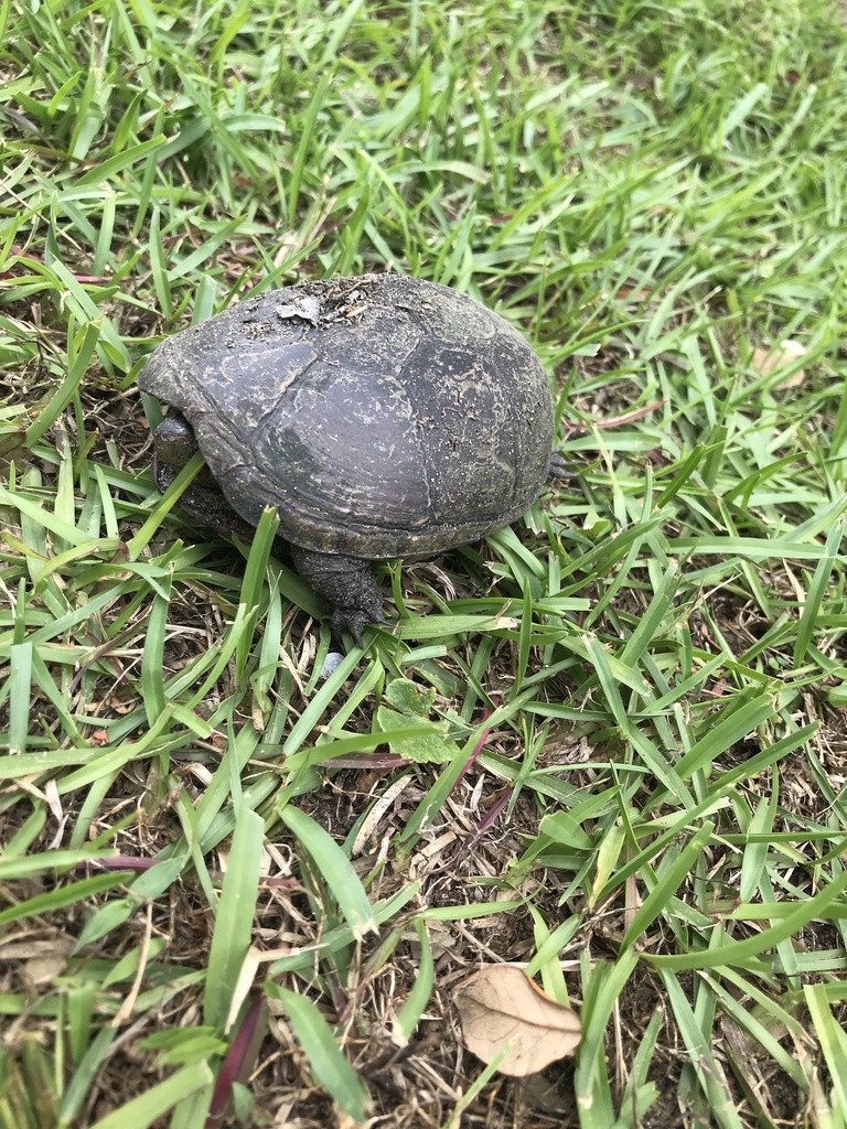 Eastern Mud Turtle from Ocracoke Island, Ocracoke, NC, US on May 26 ...