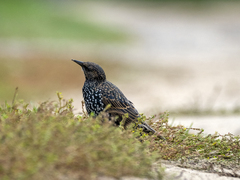 Sturnus vulgaris