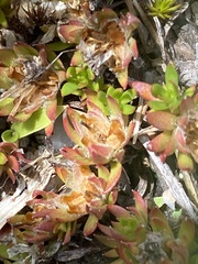 Pyxidanthera barbulata