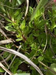 Pyxidanthera barbulata