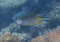 Amblyglyphidodon orbicularis