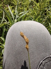 Carex bicknellii