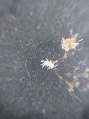 Eupentacta quinquesemita