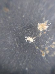 Eupentacta quinquesemita