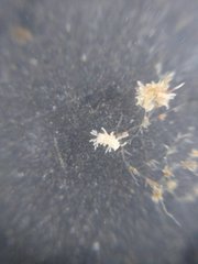 Eupentacta quinquesemita