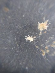 Eupentacta quinquesemita