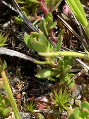 Pyxidanthera barbulata