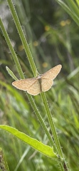 Idaea pallidata