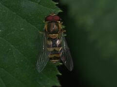 Syrphus