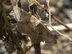 Cyclophora maderensis