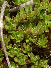 Pyxidanthera barbulata