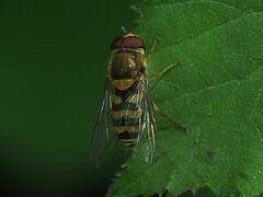 Syrphus