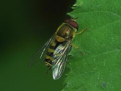 Syrphus