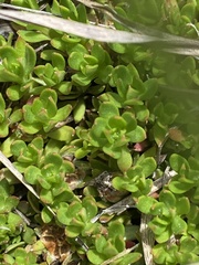 Pyxidanthera barbulata